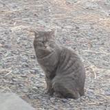 Photo de chat trouvé à Linselles