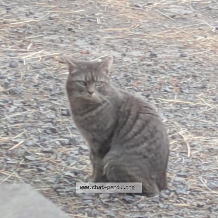 Photo 1/1 Chat trouvé Trouvé à Linselles