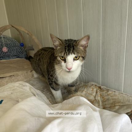 Photo 3/4 Chat trouvé Trouvé à Ruelle sur touvre