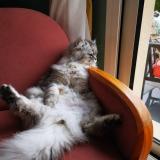 Photo de chat perdu à Hubert Folie