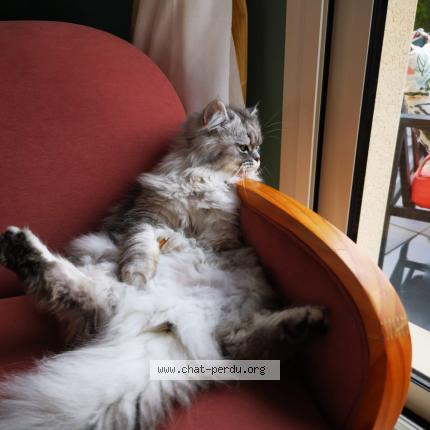 Photo 1/1 Kira Chat perdu à Hubert folie