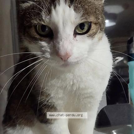 Photo 1/1 Lithium Chat perdu à Buxerolles