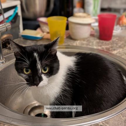 Photo 1/1 Rémus Chat perdu à Arsimont