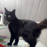 Photo de chat perdu à Yerres