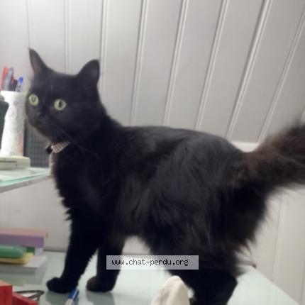 Photo 1/1 Cléo Chat perdu à Yerres