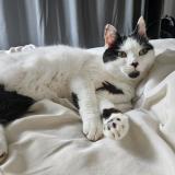 Photo de chat perdu à Corbehem