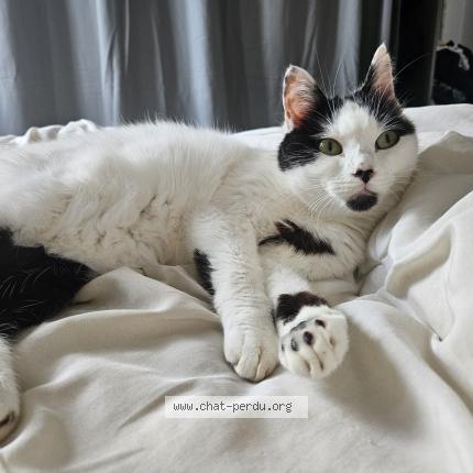 Photo 1/1 MIA Chat perdu à Corbehem