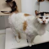 Photo de chat trouvé à Montbizot