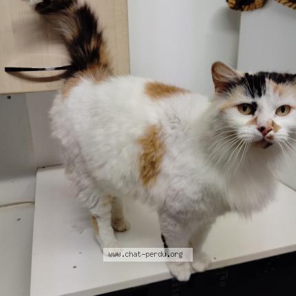 Photo 1/1 Chat trouvé Trouvé à Montbizot
