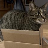 Photo de chat perdu à Laval