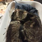 Photo de chat perdu à Estree St Denis