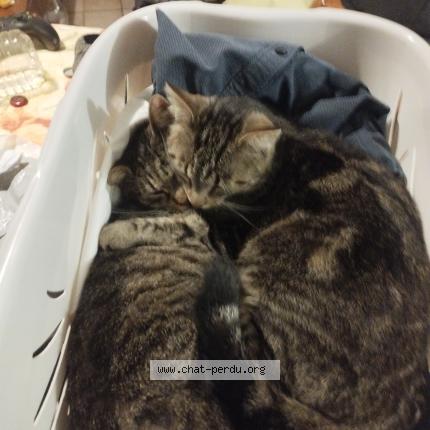 Photo 1/1 Yara Chat perdu à Estree st denis