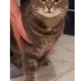 Photo de chat perdu à Le Lavandou