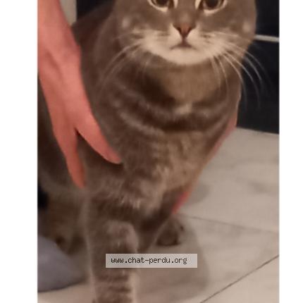 Photo 1/1 Simba Chat perdu à Le lavandou