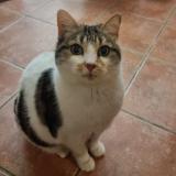 Photo de chat perdu à Chateaux Arnoux