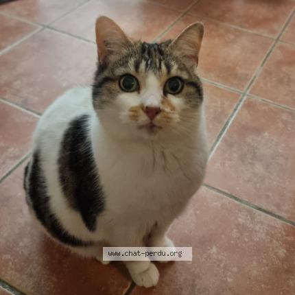 Photo 1/1 Oli Chat perdu à Chateaux arnoux