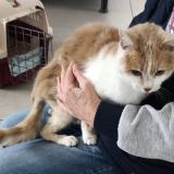 Photo de chat trouvé à Ennevelin