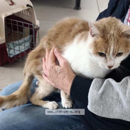 Photo 1/1 Chat trouvé Trouvé à Ennevelin