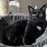 Photo de chat perdu à La Chavanna