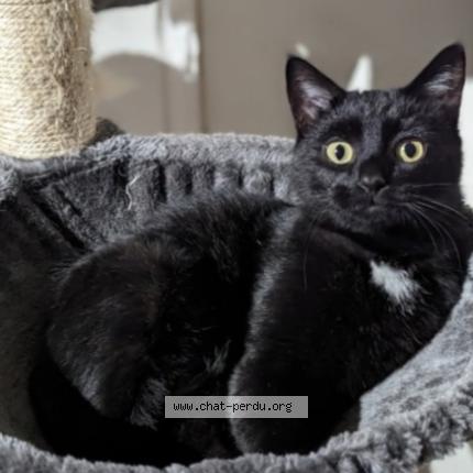 Photo 1/1 Sassou Chat perdu à La chavanna