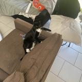 Photo de chat perdu à Lille