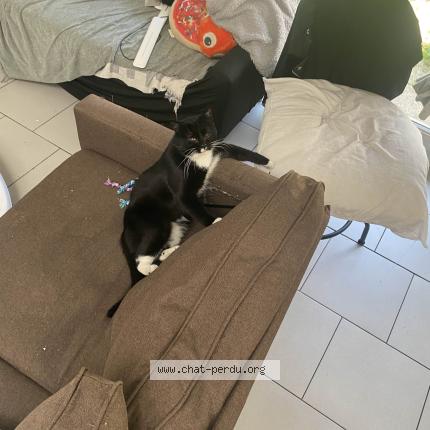 Photo 1/1 Spooky Chat perdu à Lille