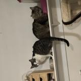 Photo de chat perdu à Vaivre Et Montoille