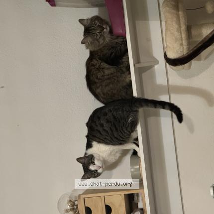 Photo 1/1 Isis Chat perdu à Vaivre et montoille