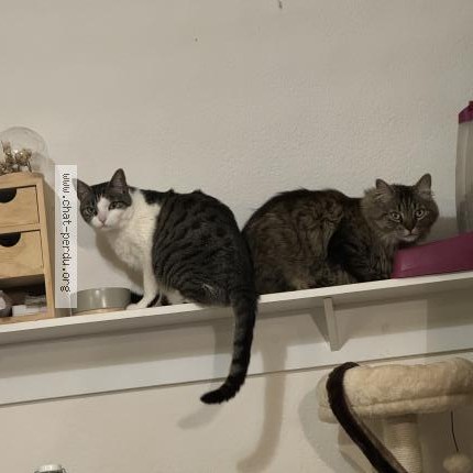 Photo 1/1 Isis Chat perdu à Vaivre Et Montoille