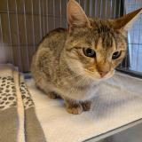 Photo de chat trouvé à Houilles