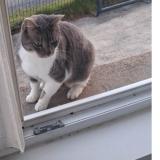 Photo de chat perdu à Rocheserviere