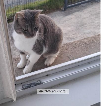 Photo 1/1 Naig Chat perdu à Rocheserviere