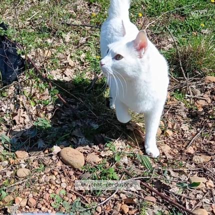 Photo 1/1 Jwani Chat perdu à Pezenas