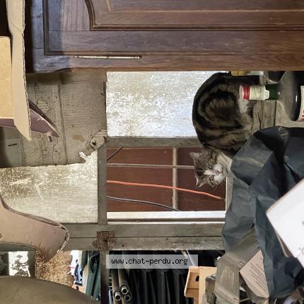 Photo 1/1 Chat trouvé Trouvé à Saubrigues
