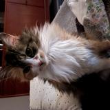 Photo de chat perdu à Strasbourg