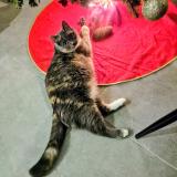 Photo de chat perdu à Soucelles