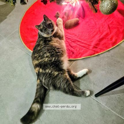 Photo 1/1 Cacahuète Chat perdu à Soucelles