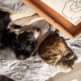 Photo de chat perdu à Aubigny Sur Nere