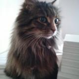 Photo de chat perdu à Aytre