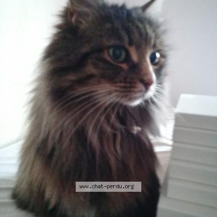 Photo 1/1 Panthère Chat perdu à Aytre