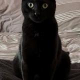 Photo de chat perdu à Hurigny