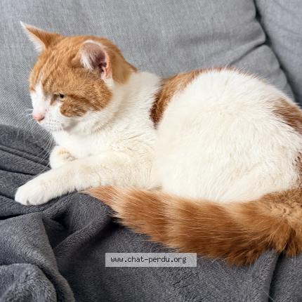 Photo 2/4 Chat trouvé Trouvé à Anderlecht