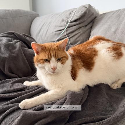 Photo 4/4 Chat trouvé Trouvé à Anderlecht