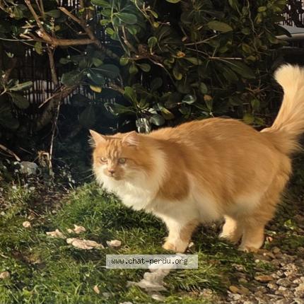 Photo 1/1 Pépite Chat perdu à Les sables d olonne