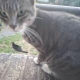 Photo de chat perdu à Colombes