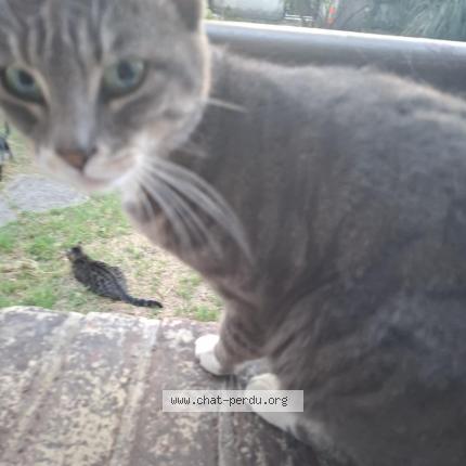 Photo 1/1 Princesse Chat perdu à Colombes