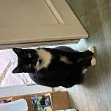 Photo de chat perdu à Royan