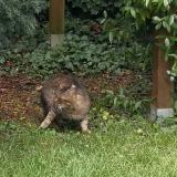 Photo de chat trouvé à Le Mans