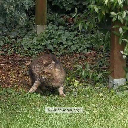 Photo 1/1 Chat trouvé Trouvé à Le mans