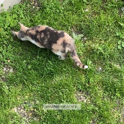 Photo 1/1 Chat trouvé Trouvé à Chalons en champagne